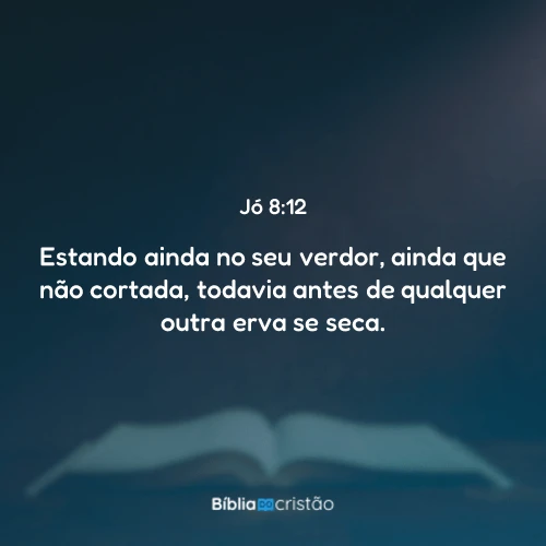 Jó 8:12